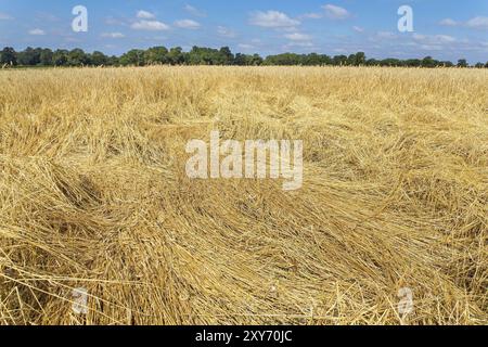 Europäische Missernten landwirtschaftliche Schäden in Feld mit Getreide Stockfoto