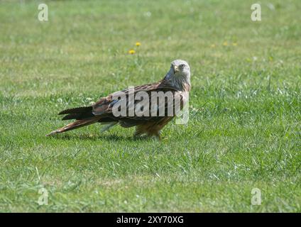 Eine Nahaufnahme eines atemberaubenden Roten Drachen (Milvus Milvus) landete auf dem Gras in einem Hausgarten auf der Suche nach Essen. Suffolk, Großbritannien Stockfoto