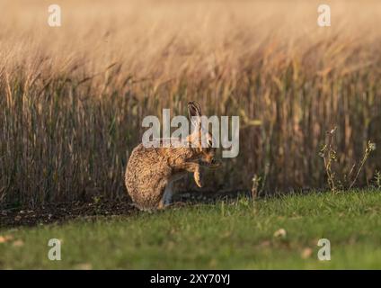 Ein großer gesunder Brauner Hase ( Lepus europaeus), der sein Gesicht wäscht, saß im goldenen Abendlicht gegen die reifende Gerste. Suffolk, Großbritannien Stockfoto