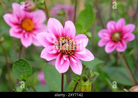 Rosafarbene und violette Collarette Dahlia „Skyfall“ in Blüte. Stockfoto
