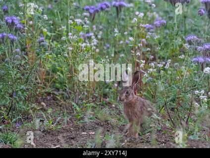 Ein einzigartiger Schuss, ein brauner Hase Leveret, der in den wunderschönen violetten Blüten von Phacelia und weißem Buchweizen sitzt. Als Deckpflanze angebaut, Suffolk, Großbritannien Stockfoto