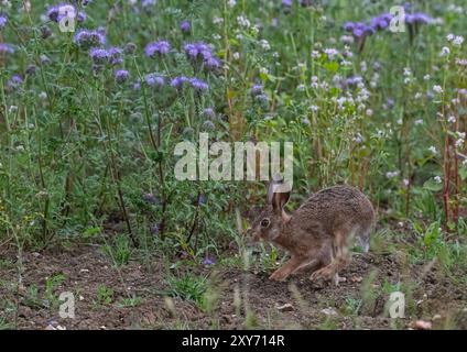 Ein einzigartiger Schuss, ein brauner Hase Leveret, der in den wunderschönen violetten Blüten von Phacelia und weißem Buchweizen läuft. Als Deckpflanze angebaut, Suffolk, Großbritannien Stockfoto