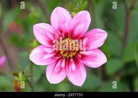 Rosafarbene und violette Collarette Dahlia „Skyfall“ in Blüte. Stockfoto