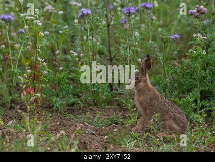 Ein einzigartiger Schuss, ein brauner Hase Leveret, der in den wunderschönen violetten Blüten von Phacelia und weißem Buchweizen sitzt. Als Deckpflanze angebaut, Suffolk, Großbritannien Stockfoto