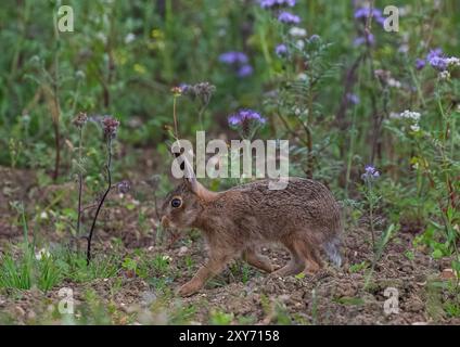 Ein einzigartiger Schuss, ein brauner Hase Leveret, gefangen in den wunderschönen violetten Blüten von Phacelia und weißem Buchweizen. Als Deckpflanze angebaut, Suffolk, Großbritannien Stockfoto