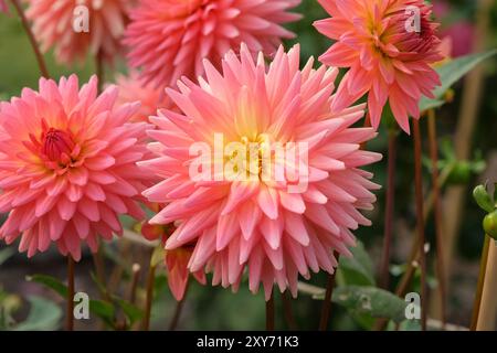 Korallenrosa Kaktusdahlia „polventon phyllis“ in Blüte. Stockfoto