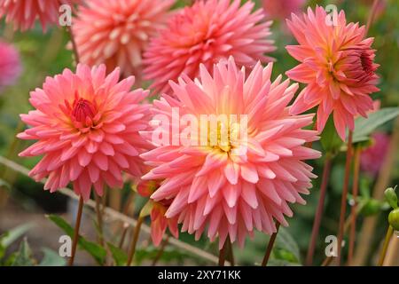 Korallenrosa Kaktusdahlia „polventon phyllis“ in Blüte. Stockfoto