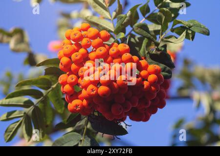 Ein Zweig eines Vogelbaums, Sorbus aucuparia, die Blätter und die Beeren, die im Wald wachsen Stockfoto