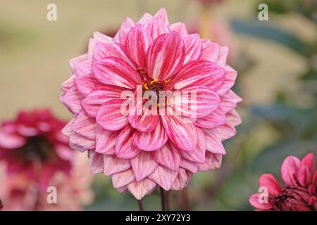 Dunkel rosa dekorative Dahlien „Night Silence“ in Blüte. Stockfoto
