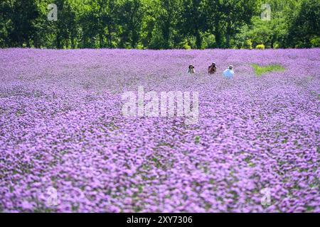 (240828) -- PEKING, 28. August 2024 (Xinhua) -- Touristen haben Spaß unter den Blumen des Chagan Lake National Nature Reserve in Songyuan City, Nordostchinas Provinz Jilin, 26. August 2024. Nach einer boomenden Eis- und Schneesaison im letzten Winter erleben die nordöstlichen chinesischen Attraktionen, die zuvor für ihre spektakulären Winterszenen bekannt waren, jetzt einen rasanten Anstieg des Sommertourismus. Chinas nordöstliche Region mit reichlich Eis- und Schneeressourcen hat auch eine hohe Waldbedeckung und angenehme Temperaturen im Sommer. Durch die Schaffung eines dualen touristischen Images -- Eis und Schnee im Winter und kühl Stockfoto