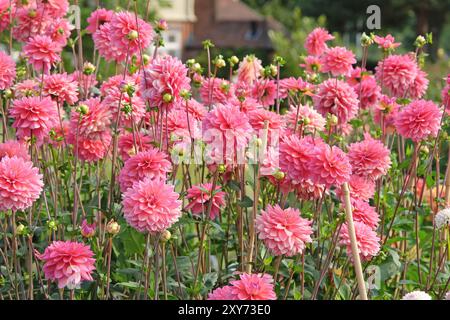 Rosafarbene dekorative Dahlien „Great Silence“ in Blüte. Stockfoto