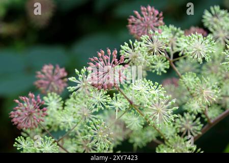 Samenkopf des Aralia cordata, auch bekannt als japanischer Spitzhund, Bergspargel oder Udo „Sonnenkönig“-Buschs. Stockfoto