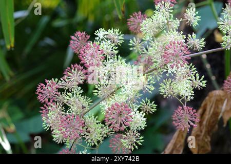 Samenkopf des Aralia cordata, auch bekannt als japanischer Spitzhund, Bergspargel oder Udo „Sonnenkönig“-Buschs. Stockfoto