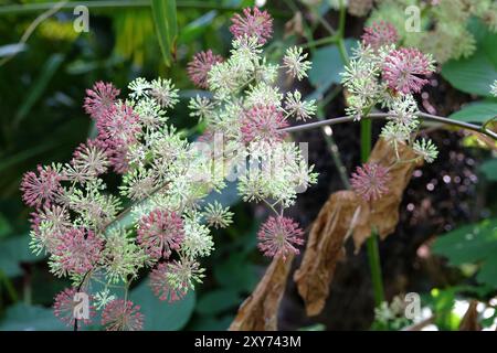 Samenkopf des Aralia cordata, auch bekannt als japanischer Spitzhund, Bergspargel oder Udo „Sonnenkönig“-Buschs. Stockfoto