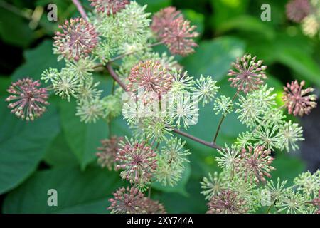 Samenkopf des Aralia cordata, auch bekannt als japanischer Spitzhund, Bergspargel oder Udo „Sonnenkönig“-Buschs. Stockfoto