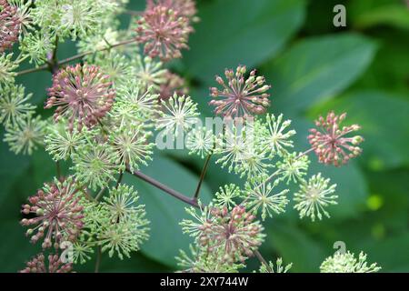 Samenkopf des Aralia cordata, auch bekannt als japanischer Spitzhund, Bergspargel oder Udo „Sonnenkönig“-Buschs. Stockfoto