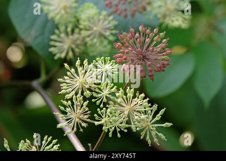 Samenkopf des Aralia cordata, auch bekannt als japanischer Spitzhund, Bergspargel oder Udo „Sonnenkönig“-Buschs. Stockfoto