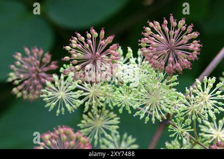 Samenkopf des Aralia cordata, auch bekannt als japanischer Spitzhund, Bergspargel oder Udo „Sonnenkönig“-Buschs. Stockfoto