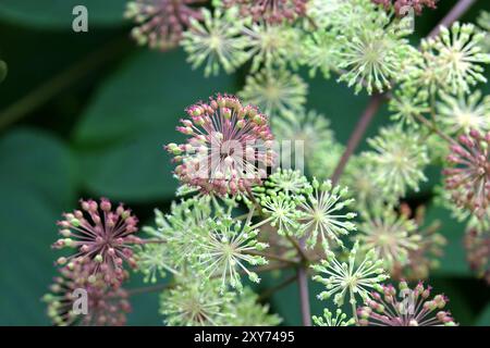 Samenkopf des Aralia cordata, auch bekannt als japanischer Spitzhund, Bergspargel oder Udo „Sonnenkönig“-Buschs. Stockfoto