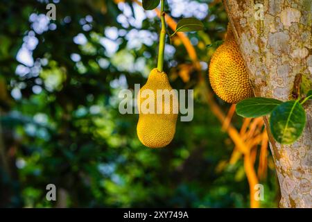 Gelbe Jackfrüchte hängen am Jackfruchtebaum mit natürlichem goldenem Sonnenlicht Stockfoto