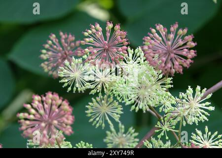 Samenkopf des Aralia cordata, auch bekannt als japanischer Spitzhund, Bergspargel oder Udo „Sonnenkönig“-Buschs. Stockfoto