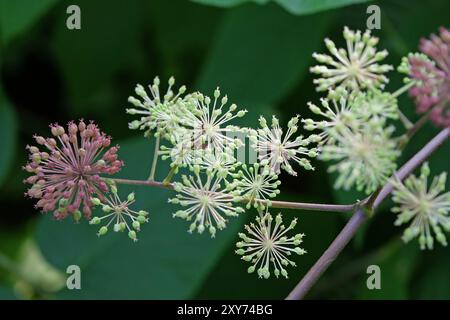 Samenkopf des Aralia cordata, auch bekannt als japanischer Spitzhund, Bergspargel oder Udo „Sonnenkönig“-Buschs. Stockfoto