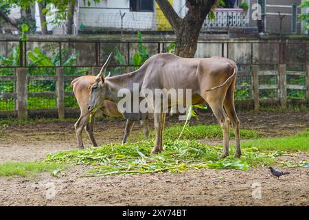 Gemeinsames Eland isst Blattgemüse im Bangladesh National Zoo, der sich im Mirpur-Teil von Dhaka befindet. Taurotragus oryx, auch bekannt als Südland oder Elandantilope. Stockfoto