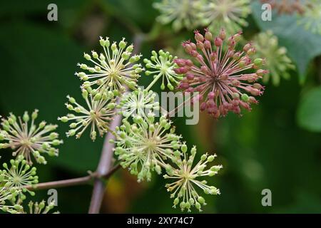 Samenkopf des Aralia cordata, auch bekannt als japanischer Spitzhund, Bergspargel oder Udo „Sonnenkönig“-Buschs. Stockfoto