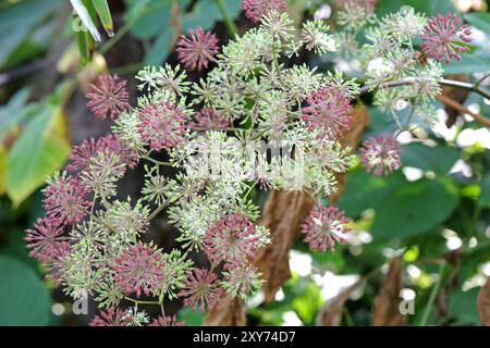 Samenkopf des Aralia cordata, auch bekannt als japanischer Spitzhund, Bergspargel oder Udo „Sonnenkönig“-Buschs. Stockfoto