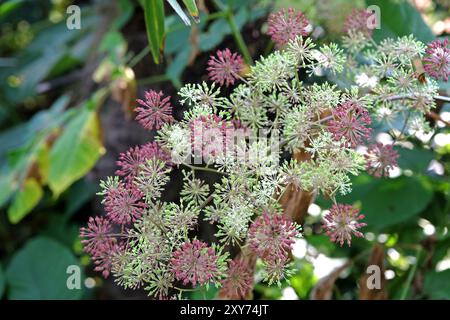 Samenkopf des Aralia cordata, auch bekannt als japanischer Spitzhund, Bergspargel oder Udo „Sonnenkönig“-Buschs. Stockfoto