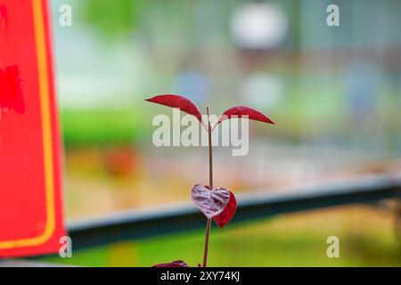 Schöne rote Herbstblätter aus nächster Nähe Stockfoto