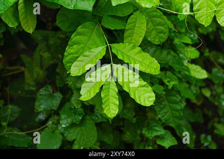 Swietenia Mahagoni Blätter, allgemein bekannt als amerikanisches Mahagoni, kubanisches Mahagoni, kleinblättriges Mahagoni und westindisches Mahagoni Stockfoto