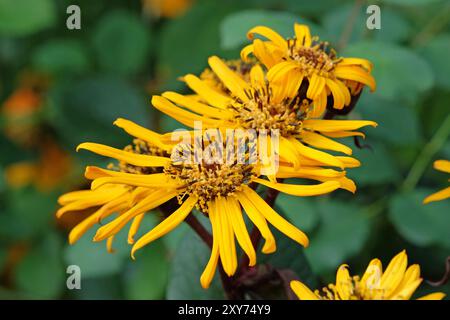 Ligularia dentata, auch bekannt als Sommerragkraut oder Leopardenpflanze „Britt Marie Crawford“ in Blüte. Stockfoto