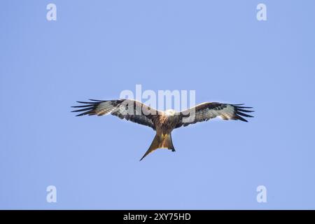 Roter Drachen, Rotmilan (Milvus milvus) Stockfoto