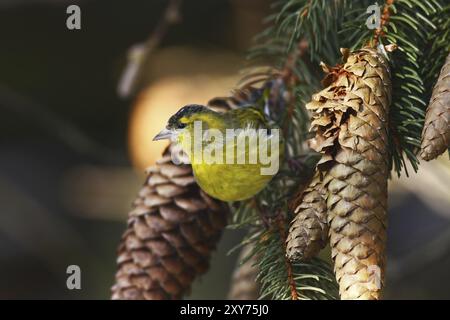 Erlenzeisig, Carduelis spinus, Eurasisches Sisskin Stockfoto