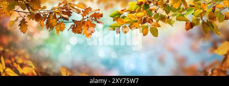 Abstrakte Herbstkulisse mit bunten Buchen- und Eichenblättern auf Zweigen, die den Bokeh-Hintergrund umrahmen Stockfoto