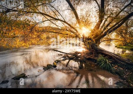 Markanter Baum in herbstlichen Farben an einem Flussufer, der sich im Wasser spiegelt. Die untergehende Sonne hinter den Ästen erzeugt Strahlen und Silhouetten. Stockfoto