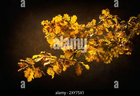 Üppiger Eichenzweig mit gelben Herbstblättern mit klassischem dunkelbraunem Hintergrund Stockfoto