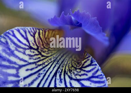 Blume der Iris sibirica im Frühjahr, Makroaufnahme mit geringer Schärfentiefe Stockfoto