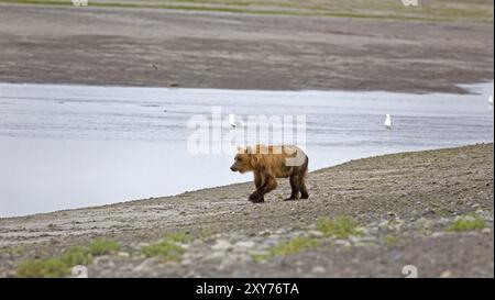 Grizzlybär am Ufer des Douglas River im Katmai Nationalpark Stockfoto