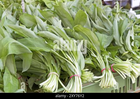 Bündel von frischem WildKnoblauch Stockfoto