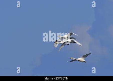 Schwäne im Flug. Singschwäne im Flug gegen Blau Stockfoto