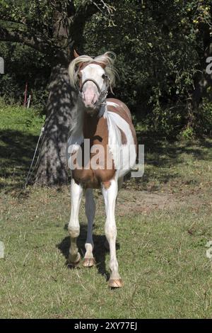 Braunes weißes Pinto Stockfoto