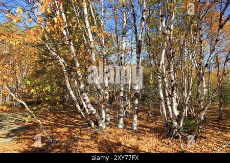 Birkenwaldpanorama in Kanada Stockfoto