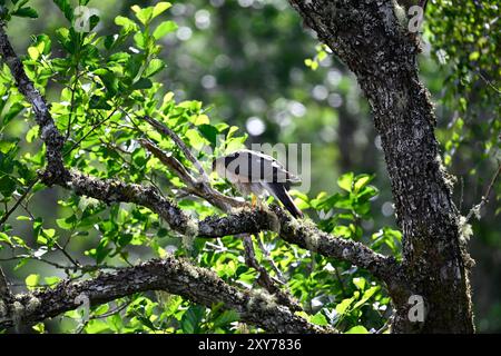 Sperber - Accipiter nisus Stockfoto