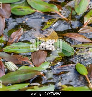 Braunes china-Mark Motte (Elophila nymphaeata) auf Blättern auf der Oberfläche eines Gartenteichs. Der Teich ist der typische Lebensraum für diese Motte, in die er eingeschnitten wird Stockfoto