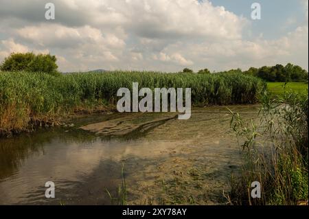 Algen und Schilf an der Wasseroberfläche im Fluss. Wunderschöner Fluss auf dem Land. Wunderschöner, ruhiger Blick auf die Natur. Hintergrund, Foto. Uluabat Stockfoto