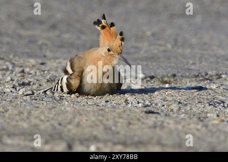 Eurasischer Wiedehopf auf der Suche nach Essen auf einem Parkplatz. Eurasischer Wiedehopf sucht im Herbst nach Essen Stockfoto