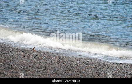 Zwei Sandpiper an einem Kiesstrand, die die Flut beobachten Stockfoto