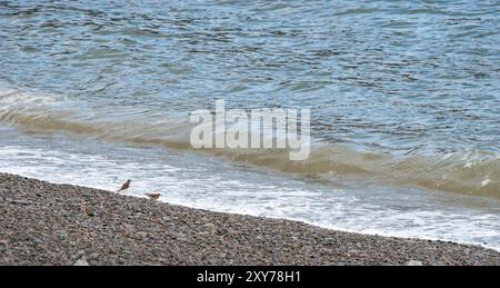 Zwei Sandpiper an einem Kiesstrand, die die Flut beobachten Stockfoto